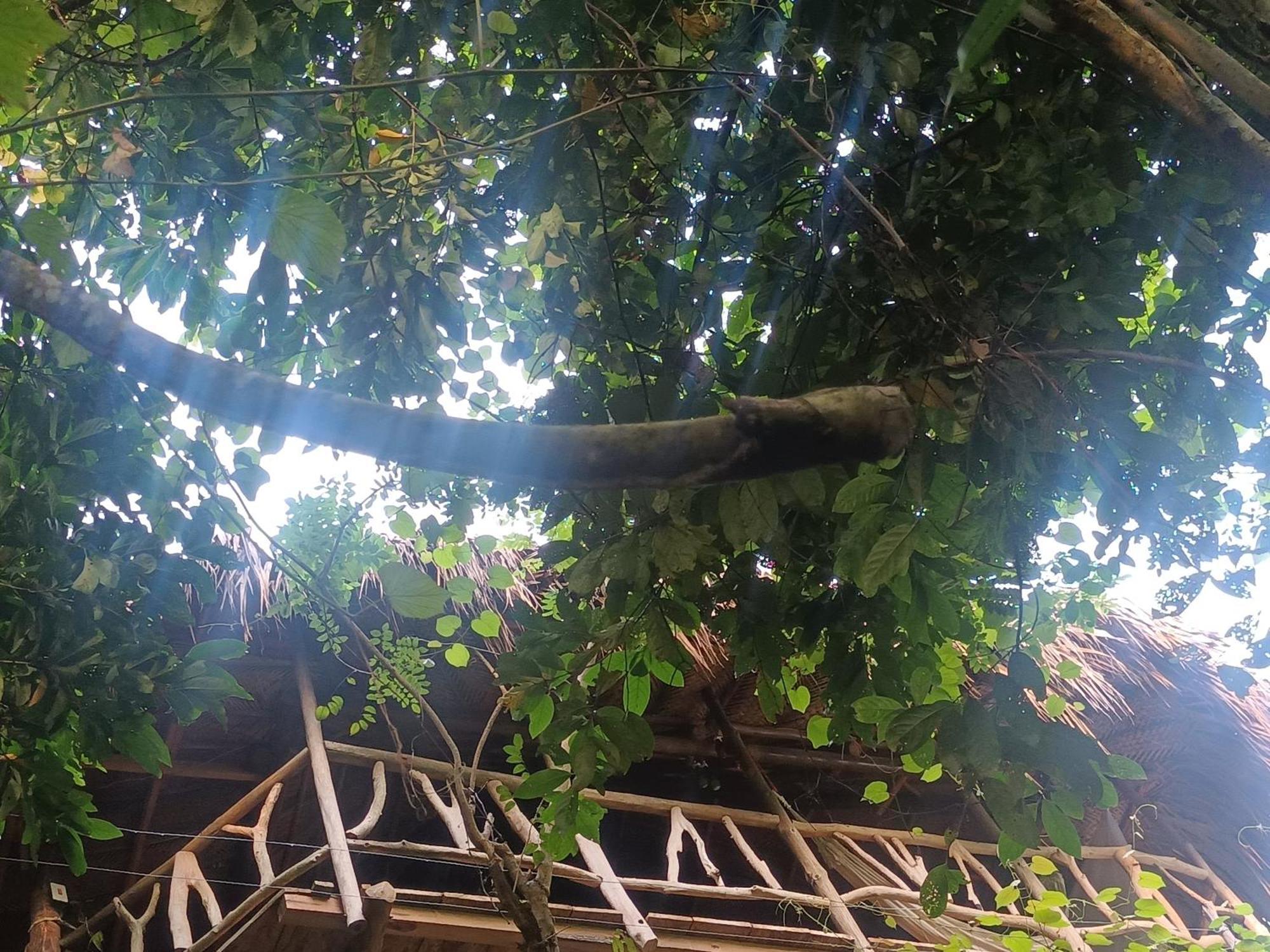 Sierra Tayrona Hostel El Zaino Bagian luar foto